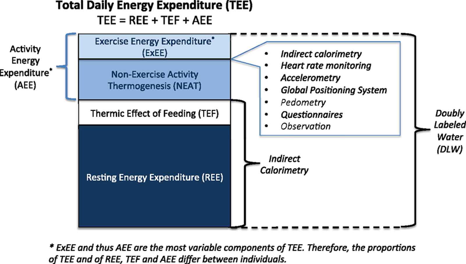 What Is Total Energy Expenditure