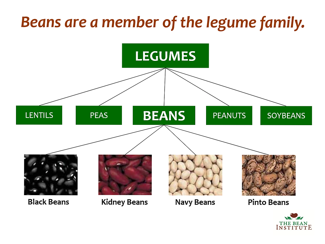 what-is-a-legume-are-legumes-good-for-health-and-weight-loss