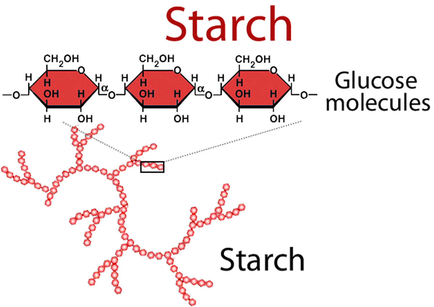 Starch structure
