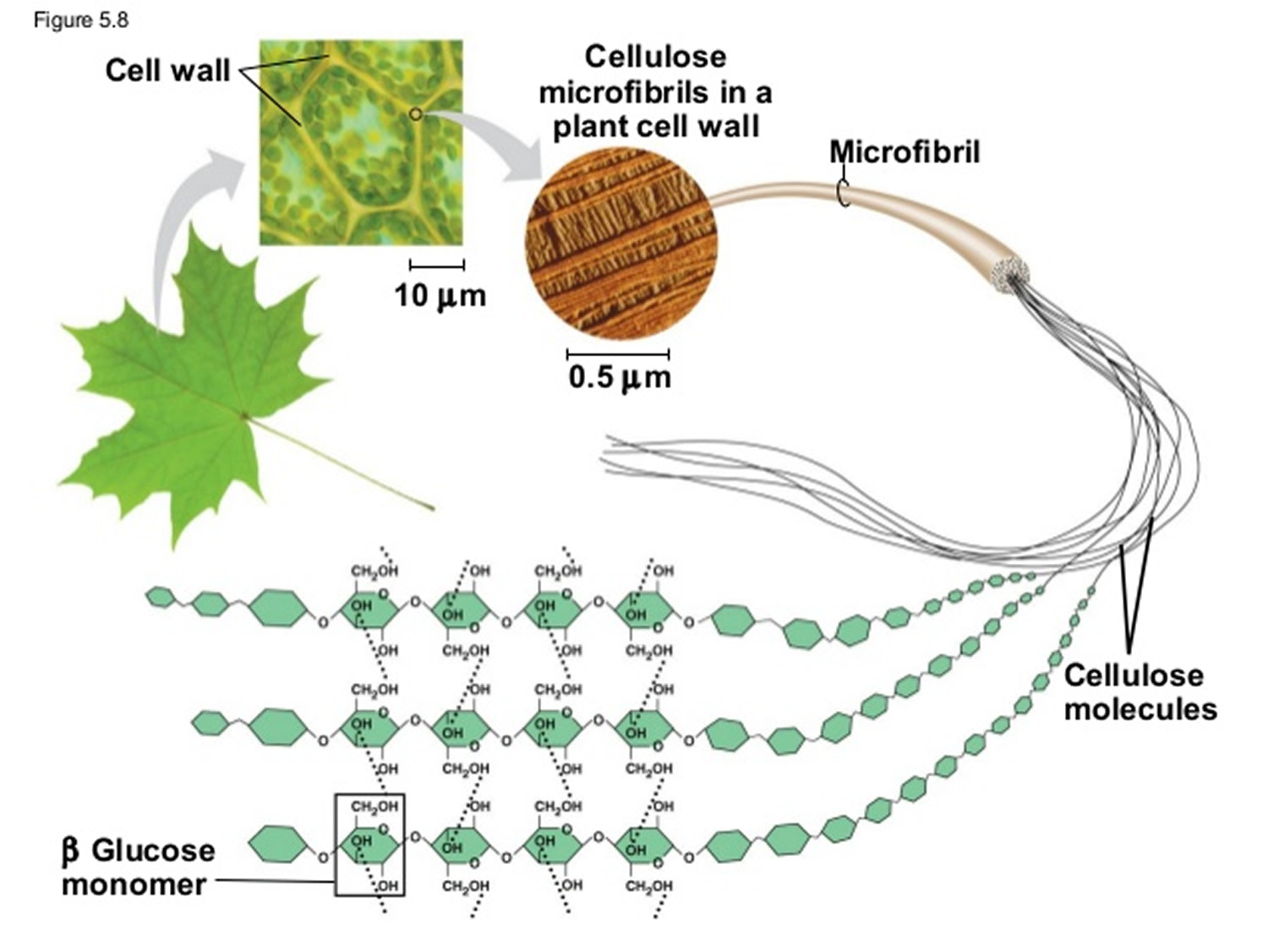 Napoleon's Buttons: Chapter 4 - Cellulose - Elentarri's Book Blog