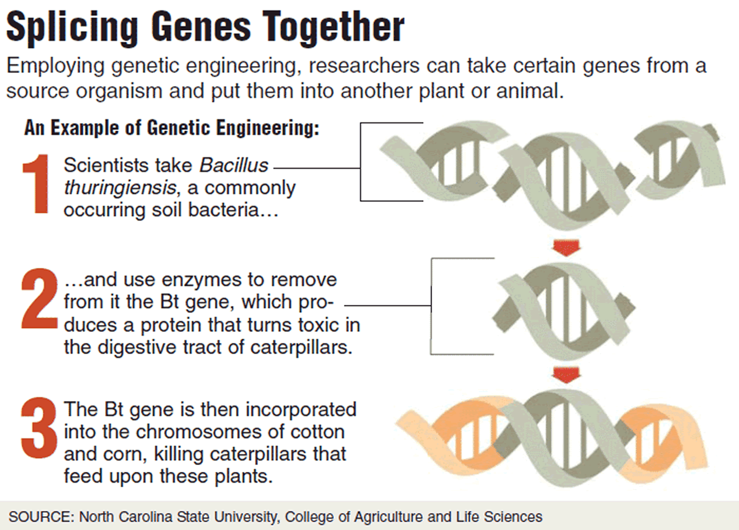 genetic engineering Bt gene