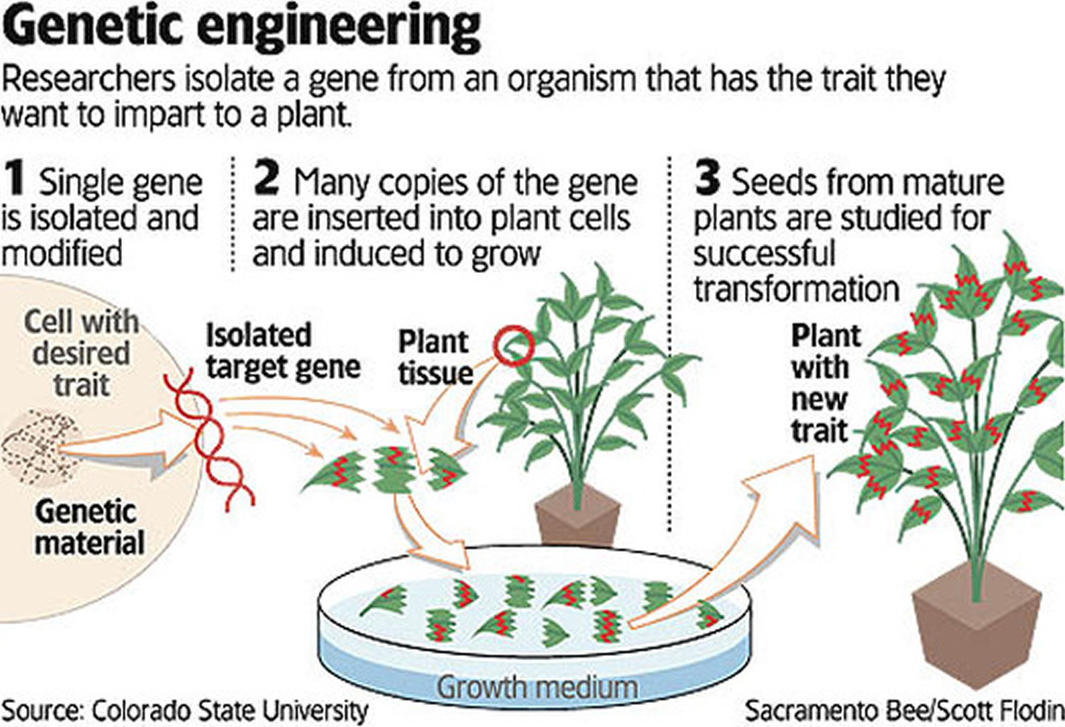 what-is-genetically-modified-food-gm-foods-pros-cons