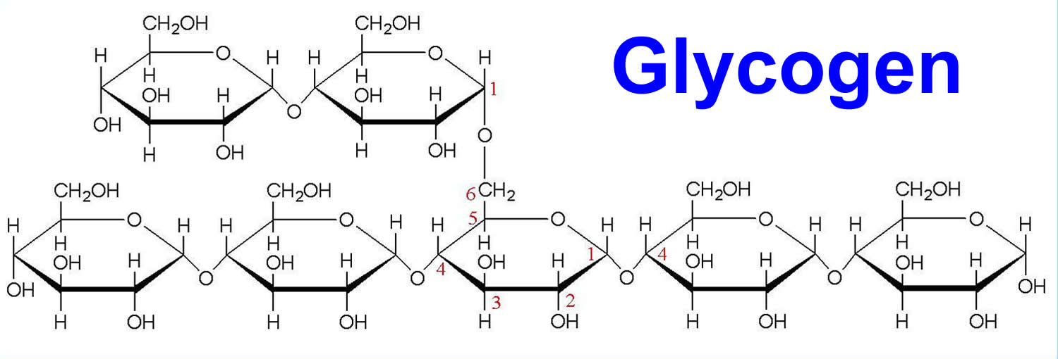 Glycogenesis Diagram With Structures Glycogenolysis Glycogen