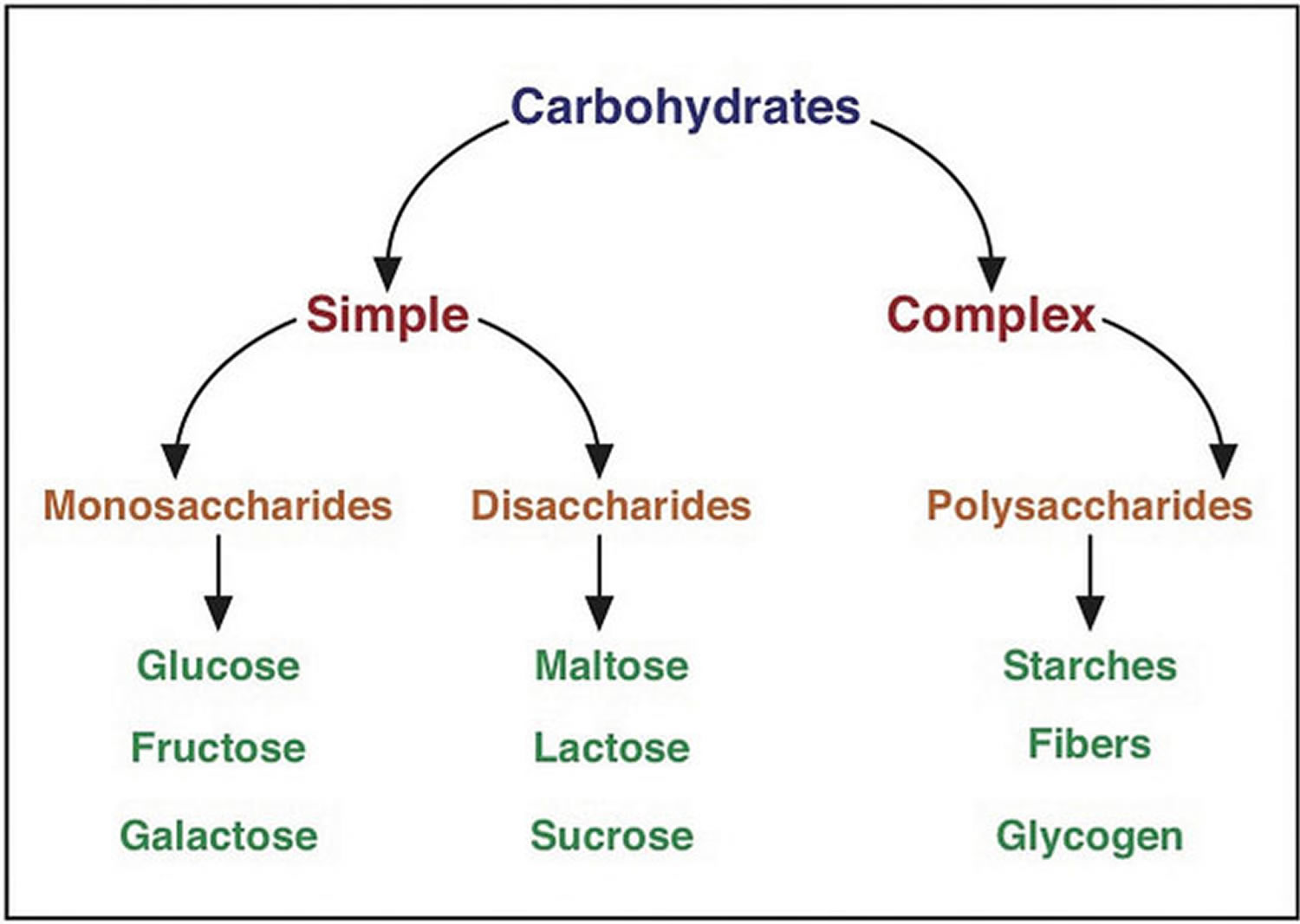 Diagram Of A Carbohydrate Molecule