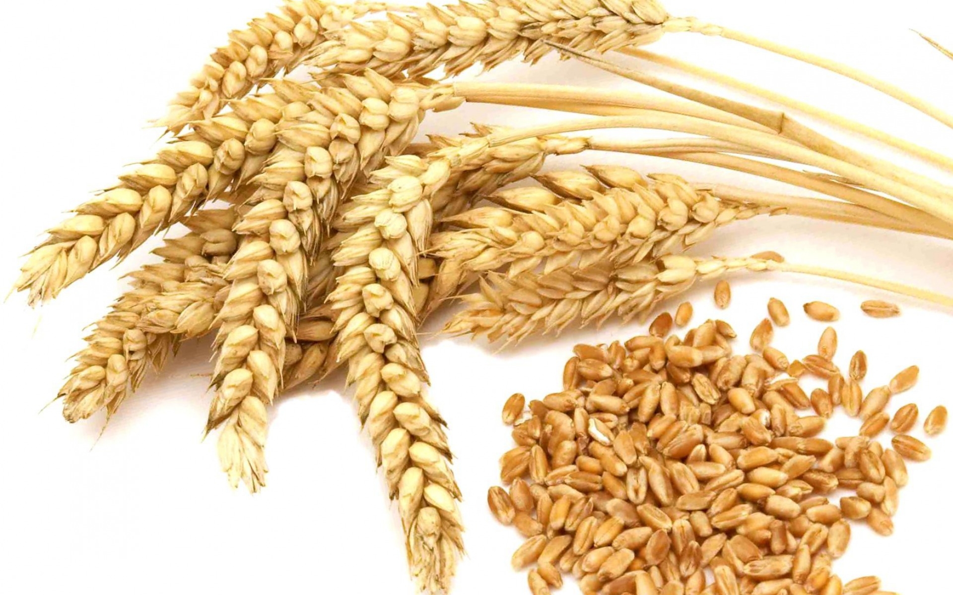 wheat whole grain