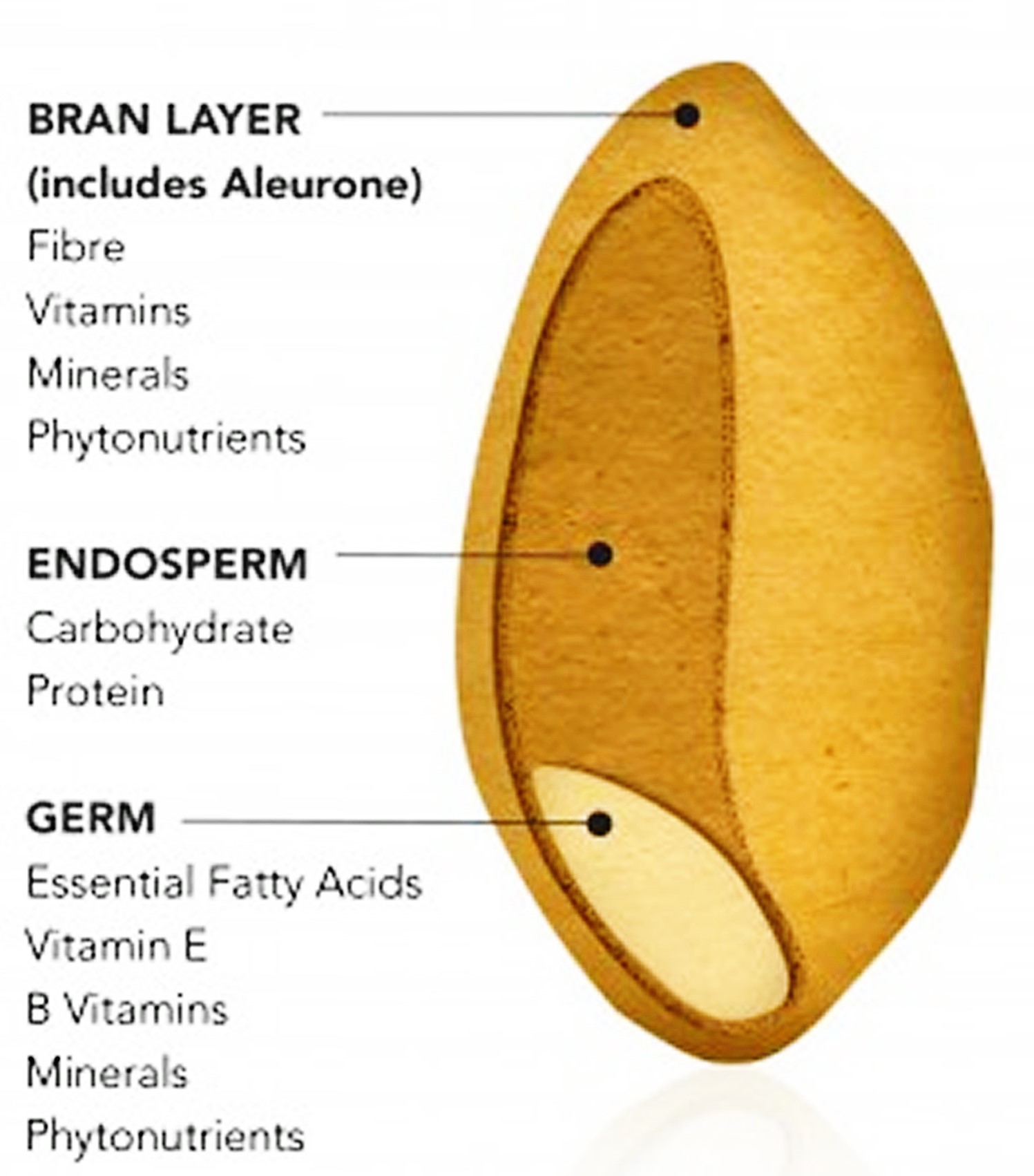 What is Whole Grain - Whole Grain vs Whole Wheat