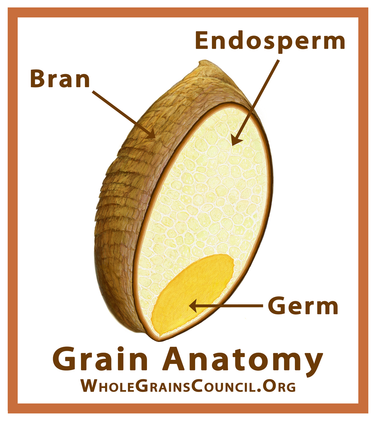 Whole grain