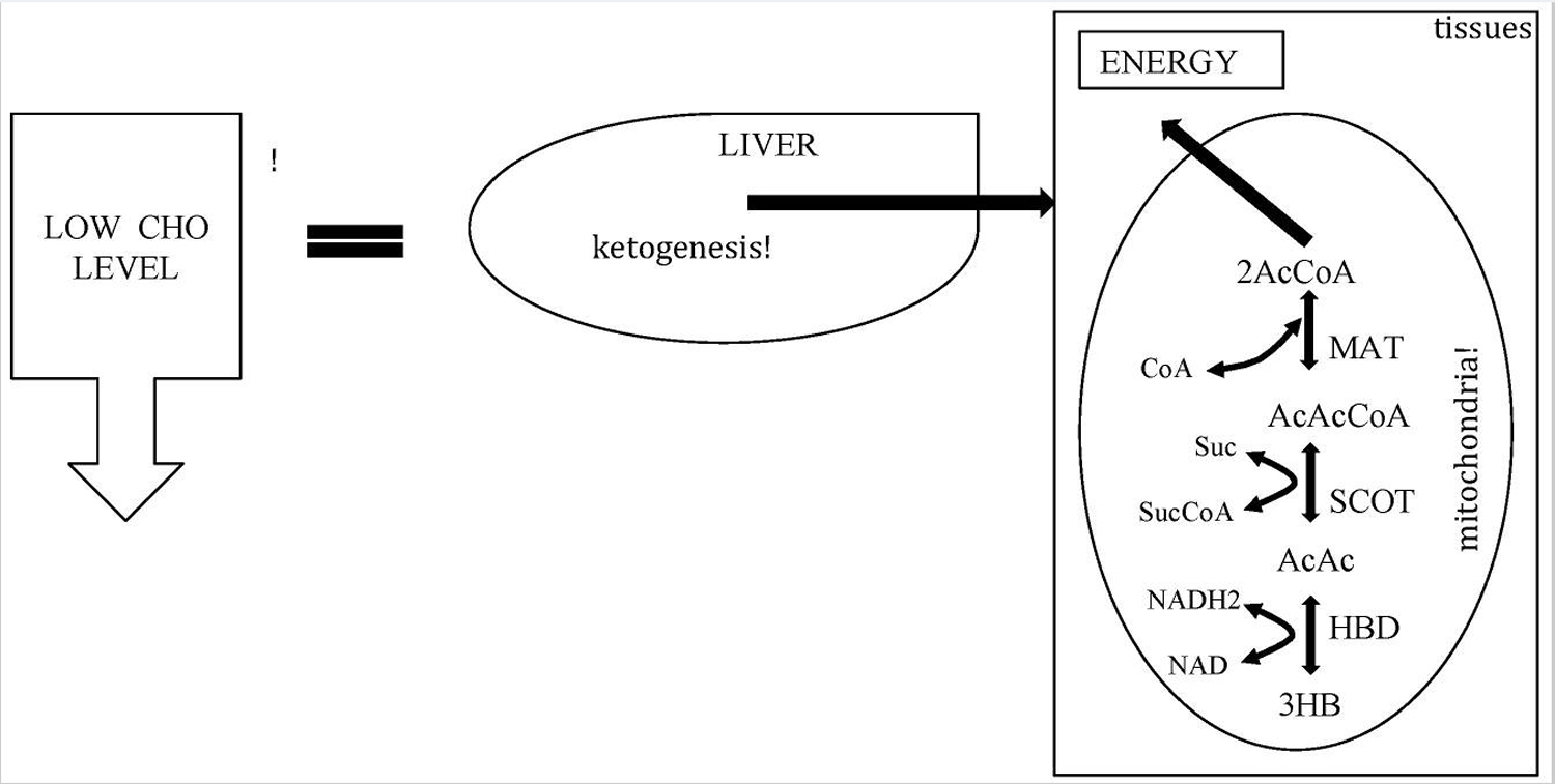 Metabolic pathway of ketosis and tissues ketolysis