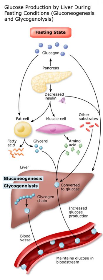 What is Intermittent Fasting? Does It Work for Weight Loss?