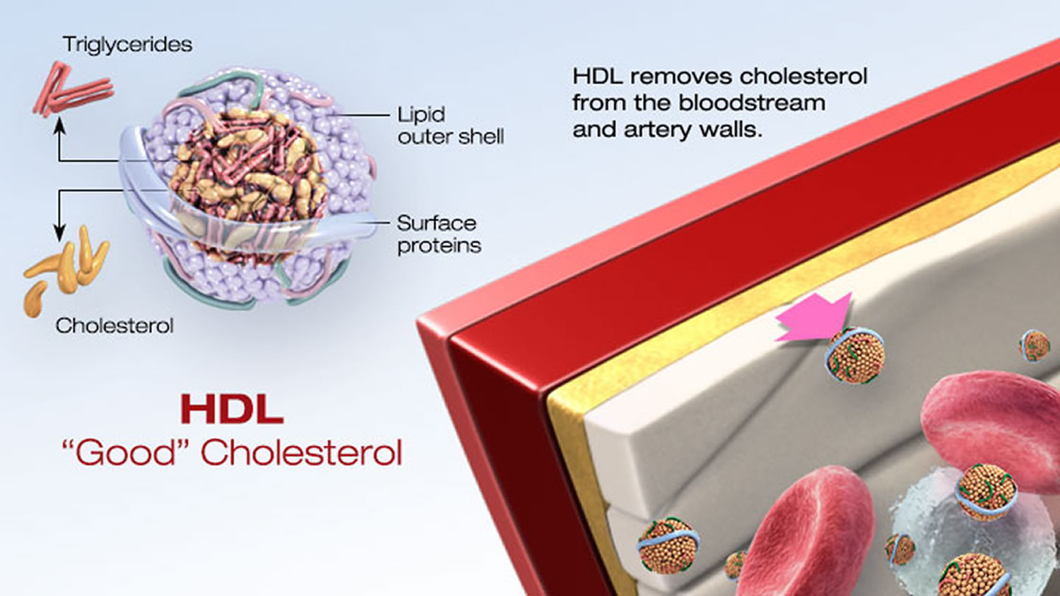 hdl cholesterol
