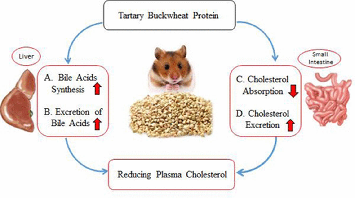 buckwheat cholesterol lowering potential