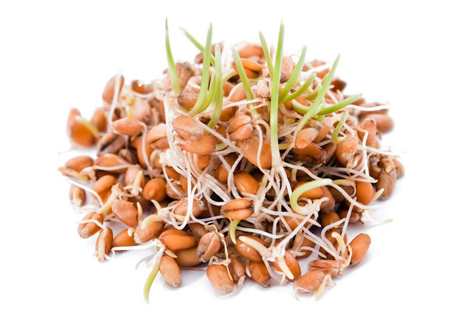 sprouted grain