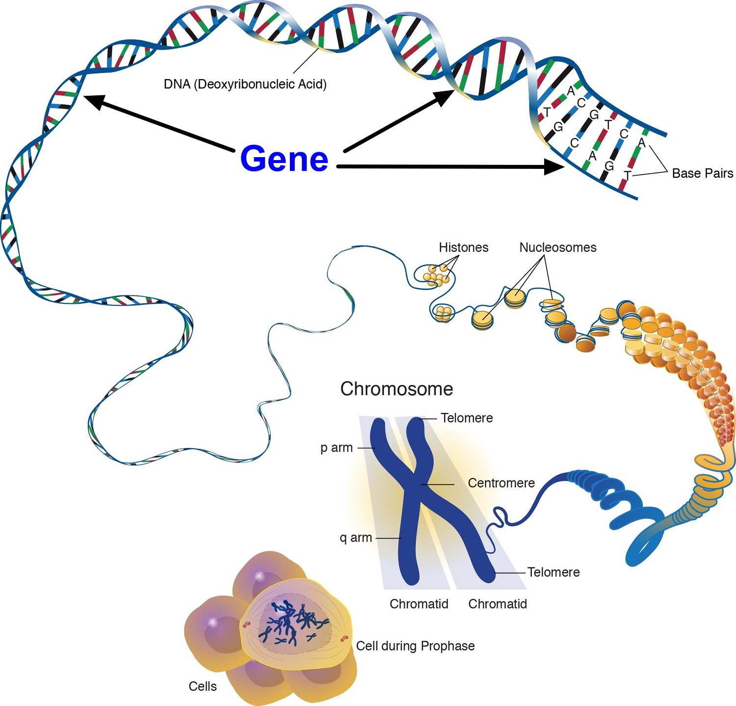 Cells-and-chromosome-and-DNA
