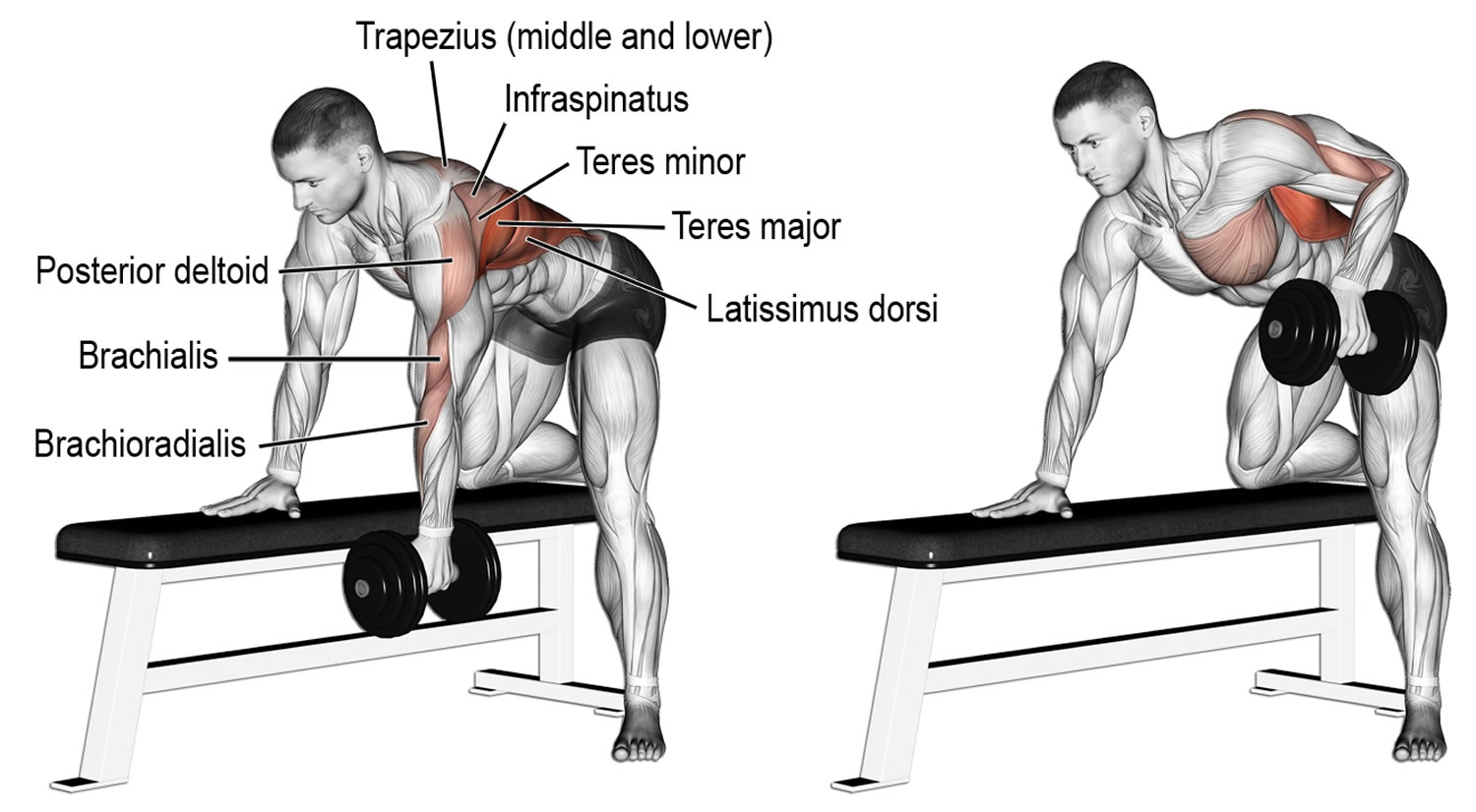 Dumbbell Row