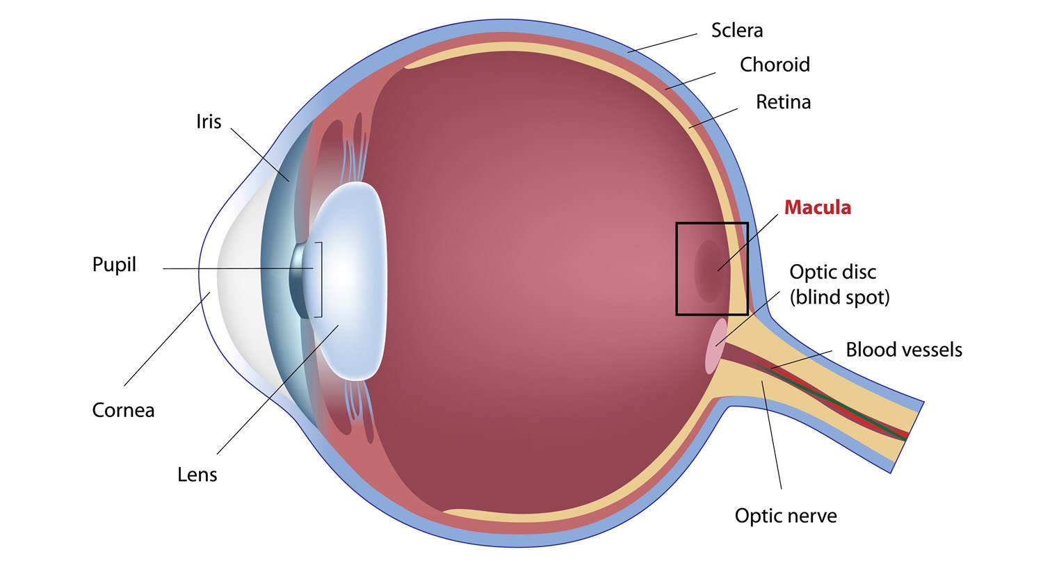 band around eye after retina surgery