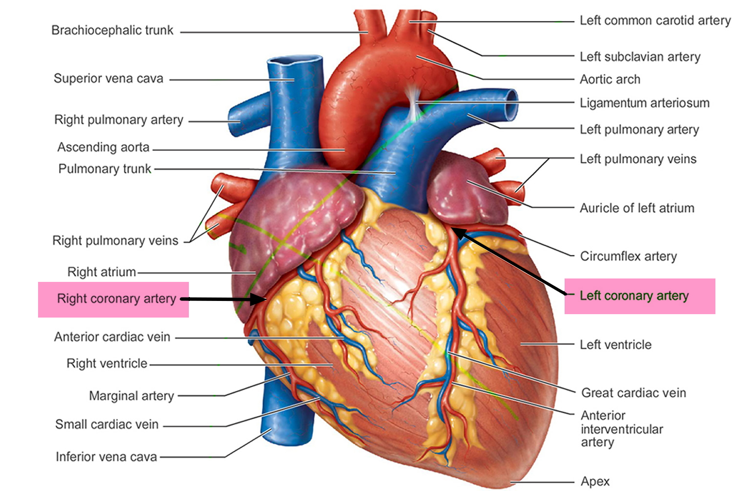 Coronary arteries