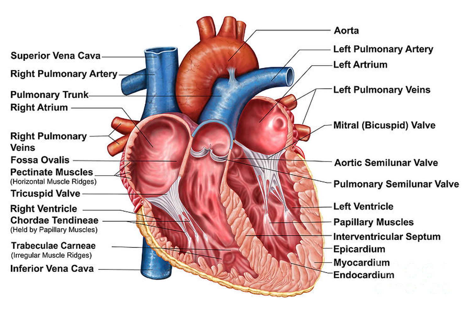 Heart-Anatomy-Cut-Section