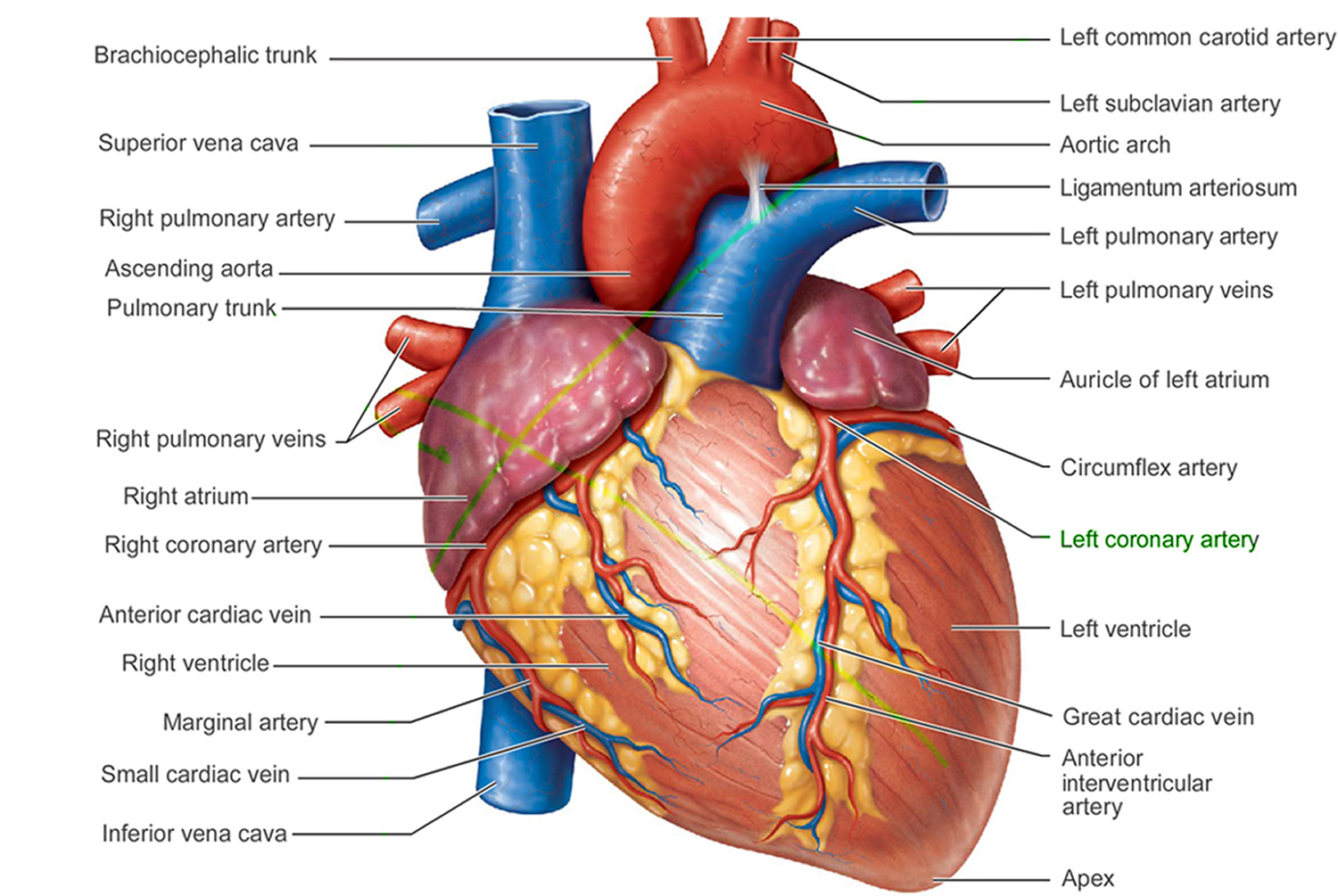 Heart-Anatomy