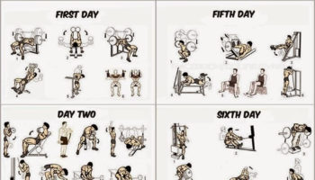 Muscle Building Workouts