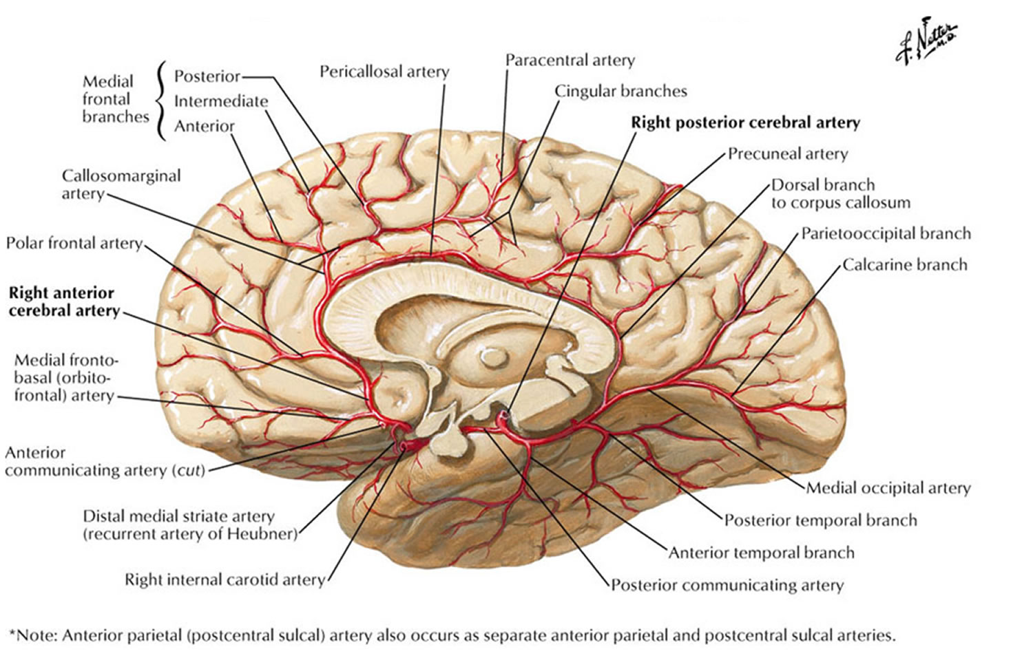 brain vascular anatomy and vasculature