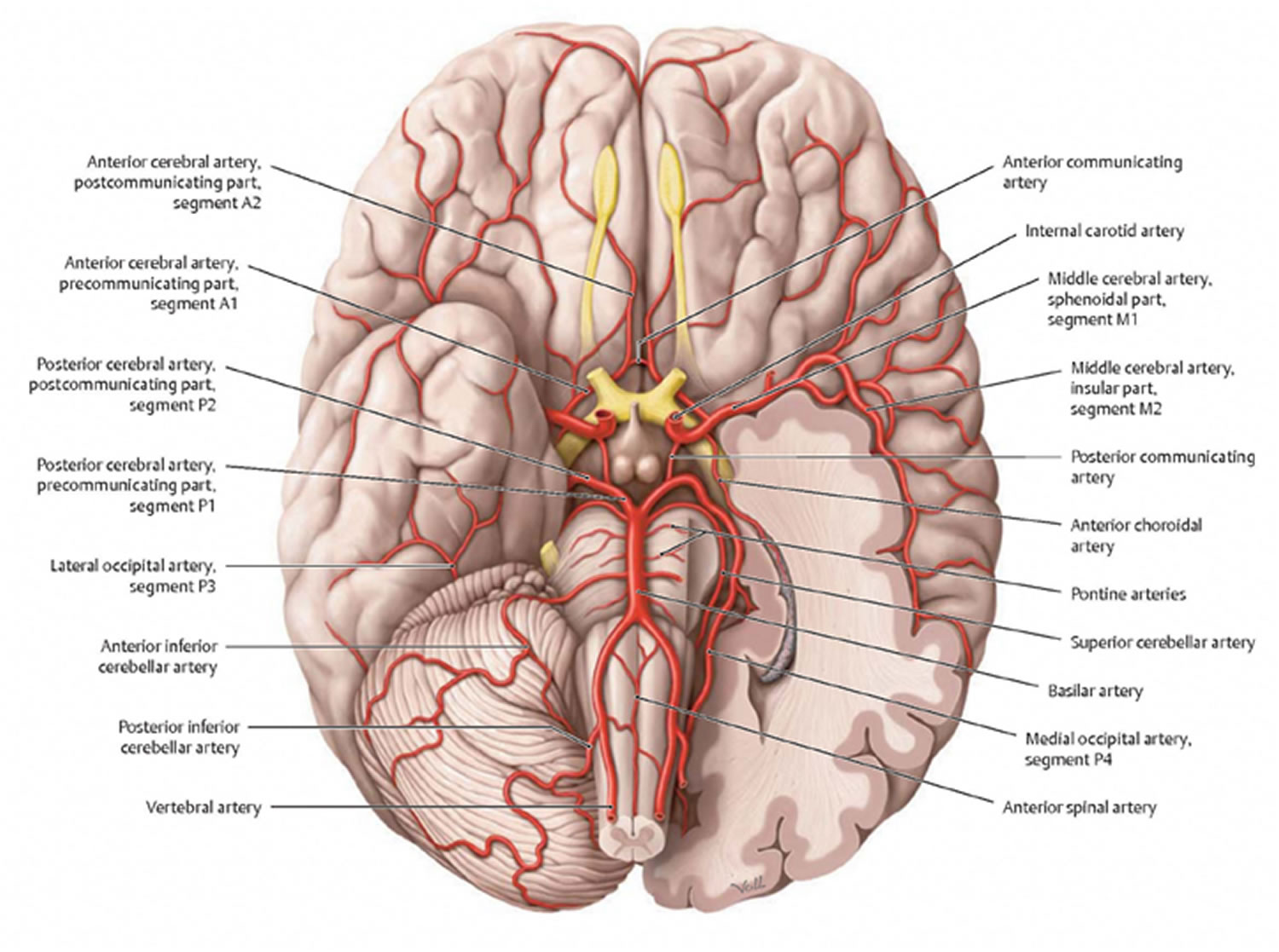 brain vascular anatomy and vasculatures