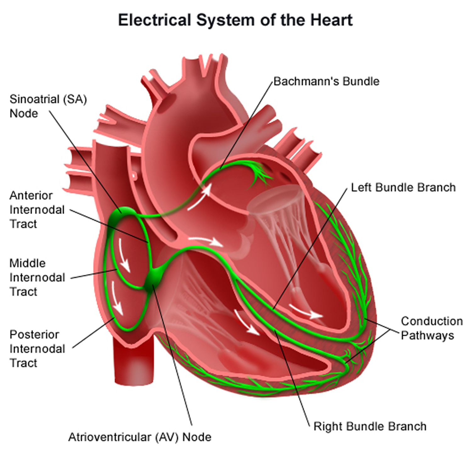 electrical system of the heart