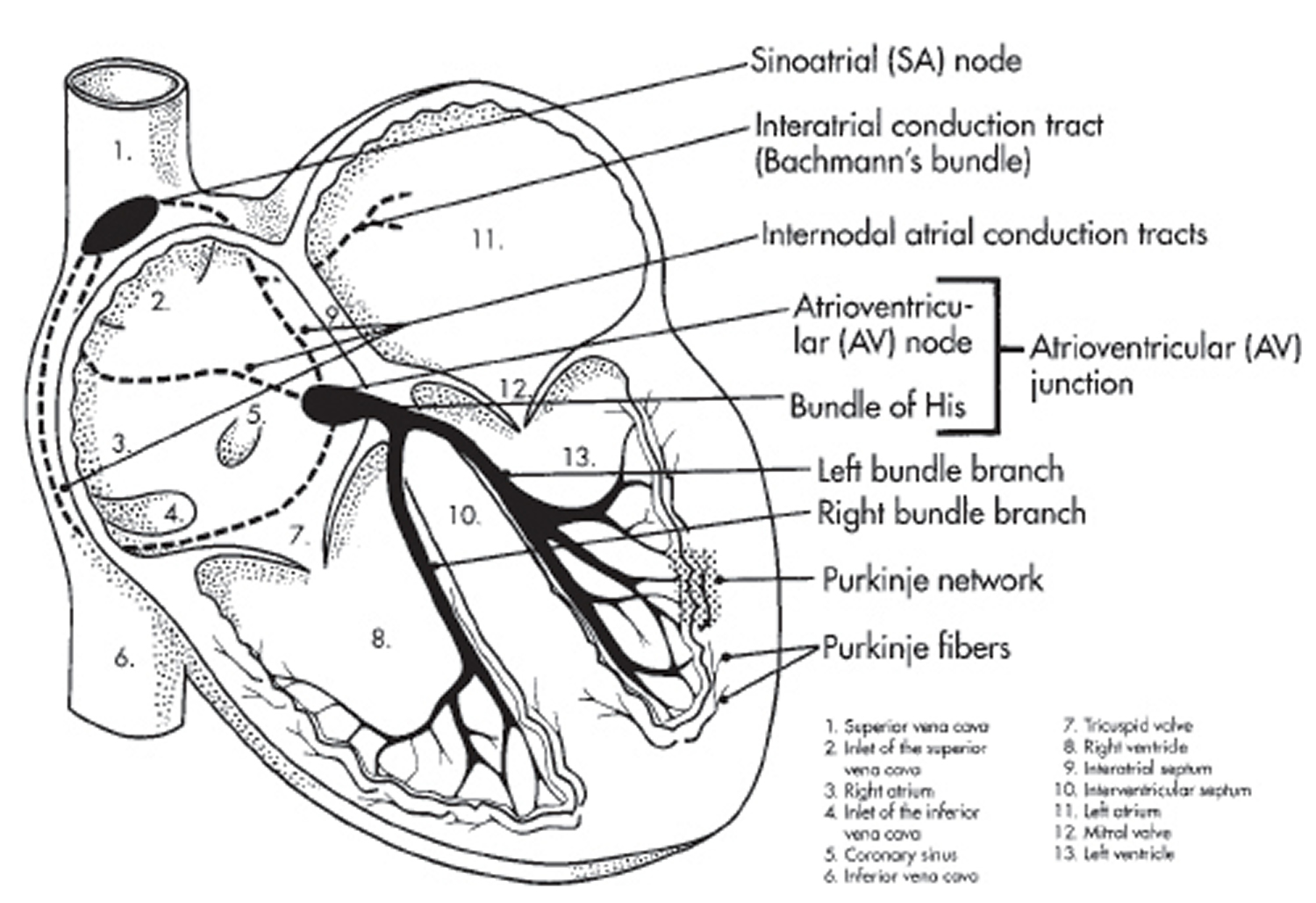 heart-electrical-system