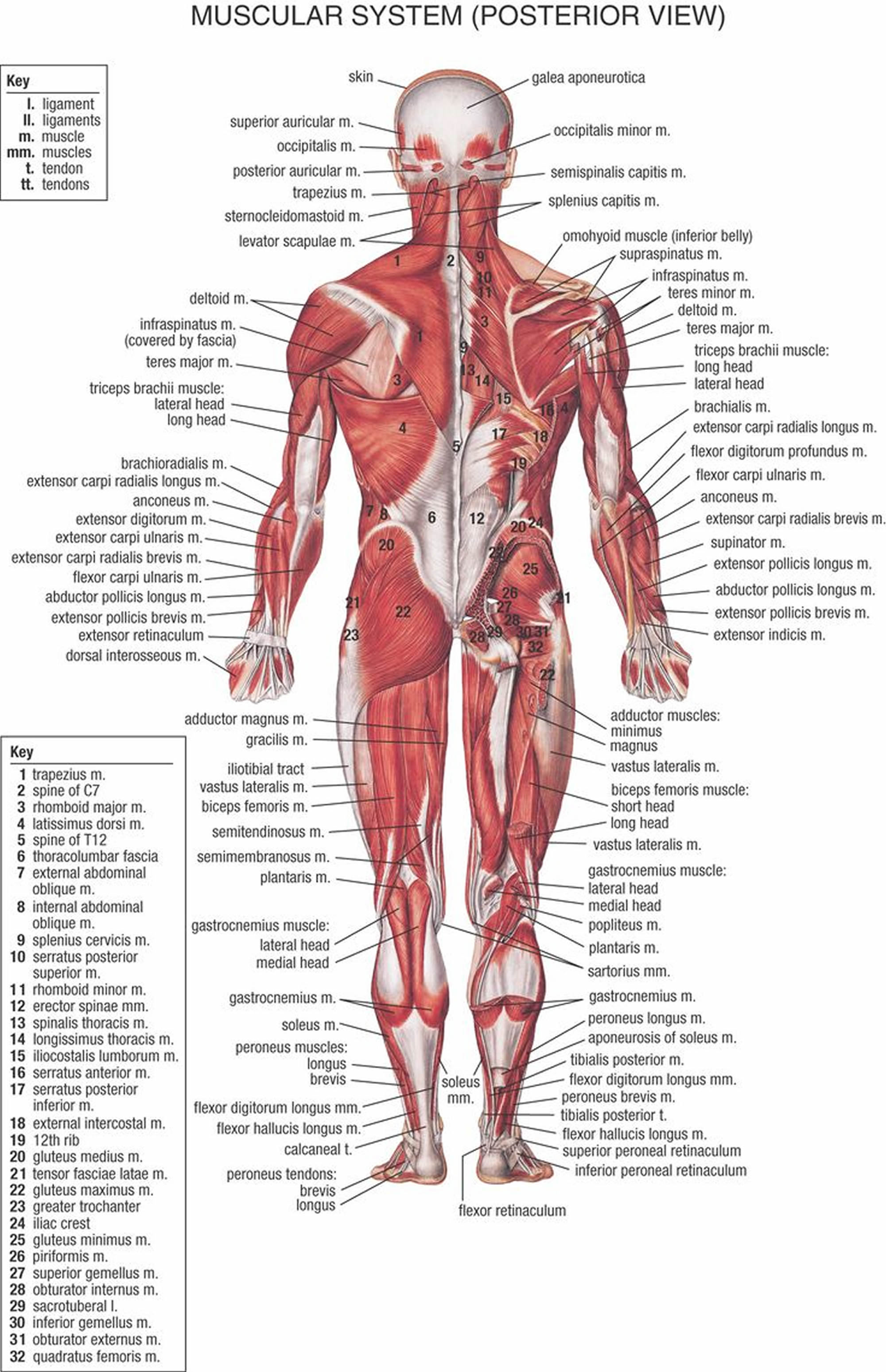 muscle anatomy back