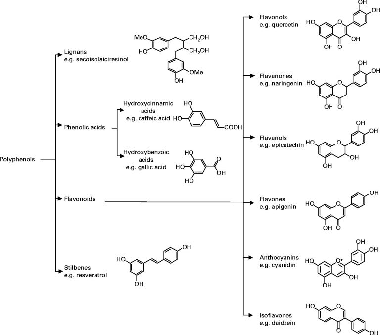 What are Polyphenols? What Foods are High in Polyphenols