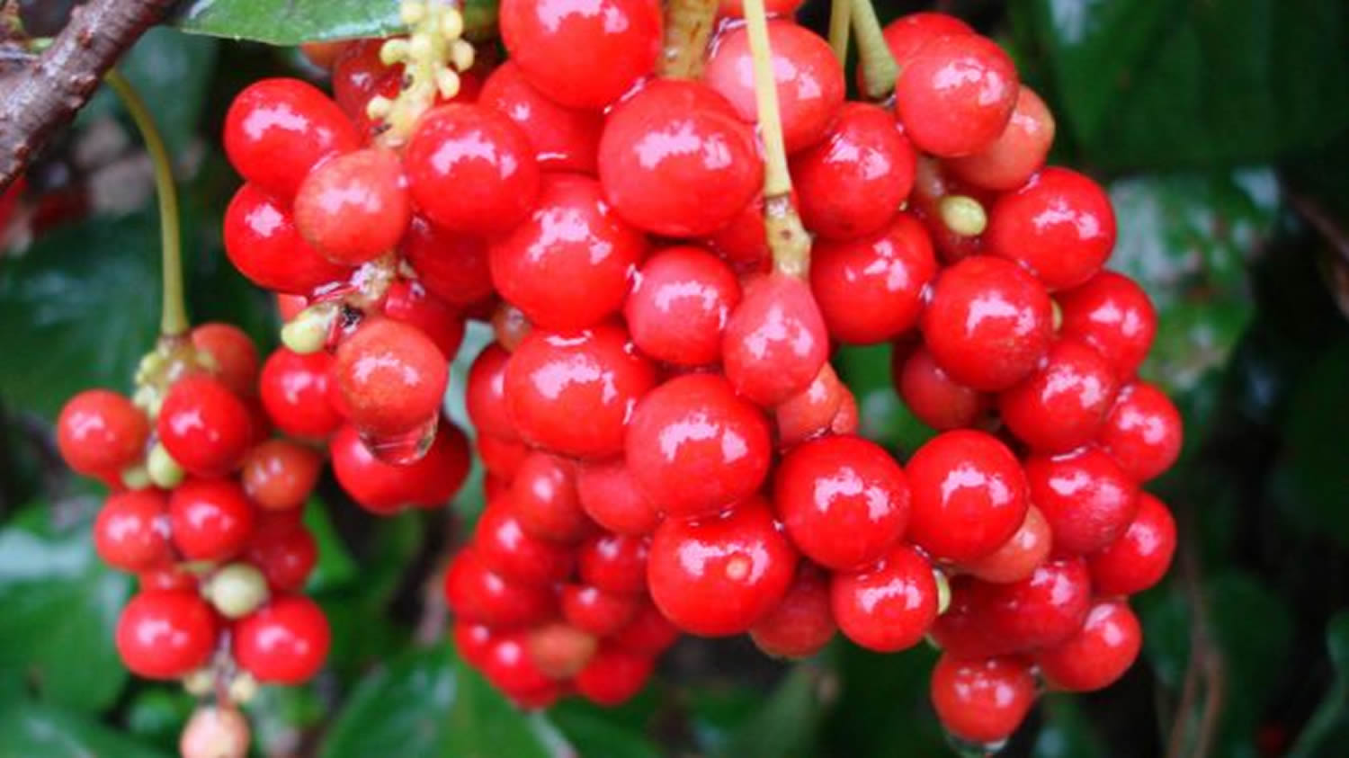 schisandra berries