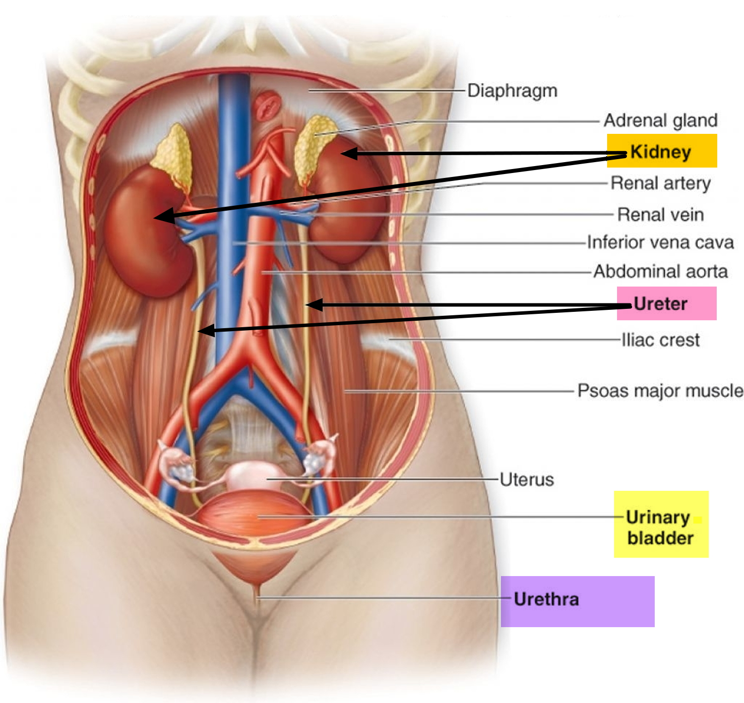 urinary tract diagram