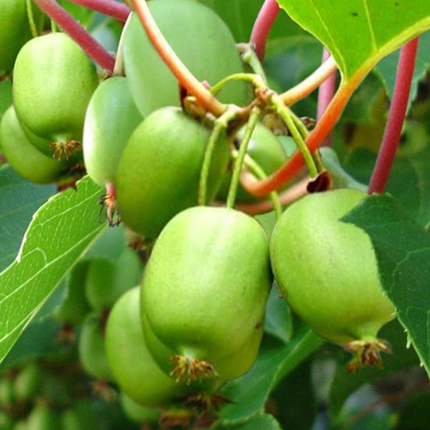 Actinidia arguta - kiwi berry