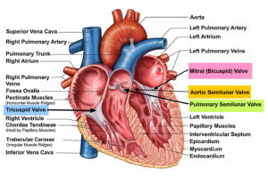 Marfan Syndrome - Causes, Symptoms, Prognosis, Diagnosis, Treatment