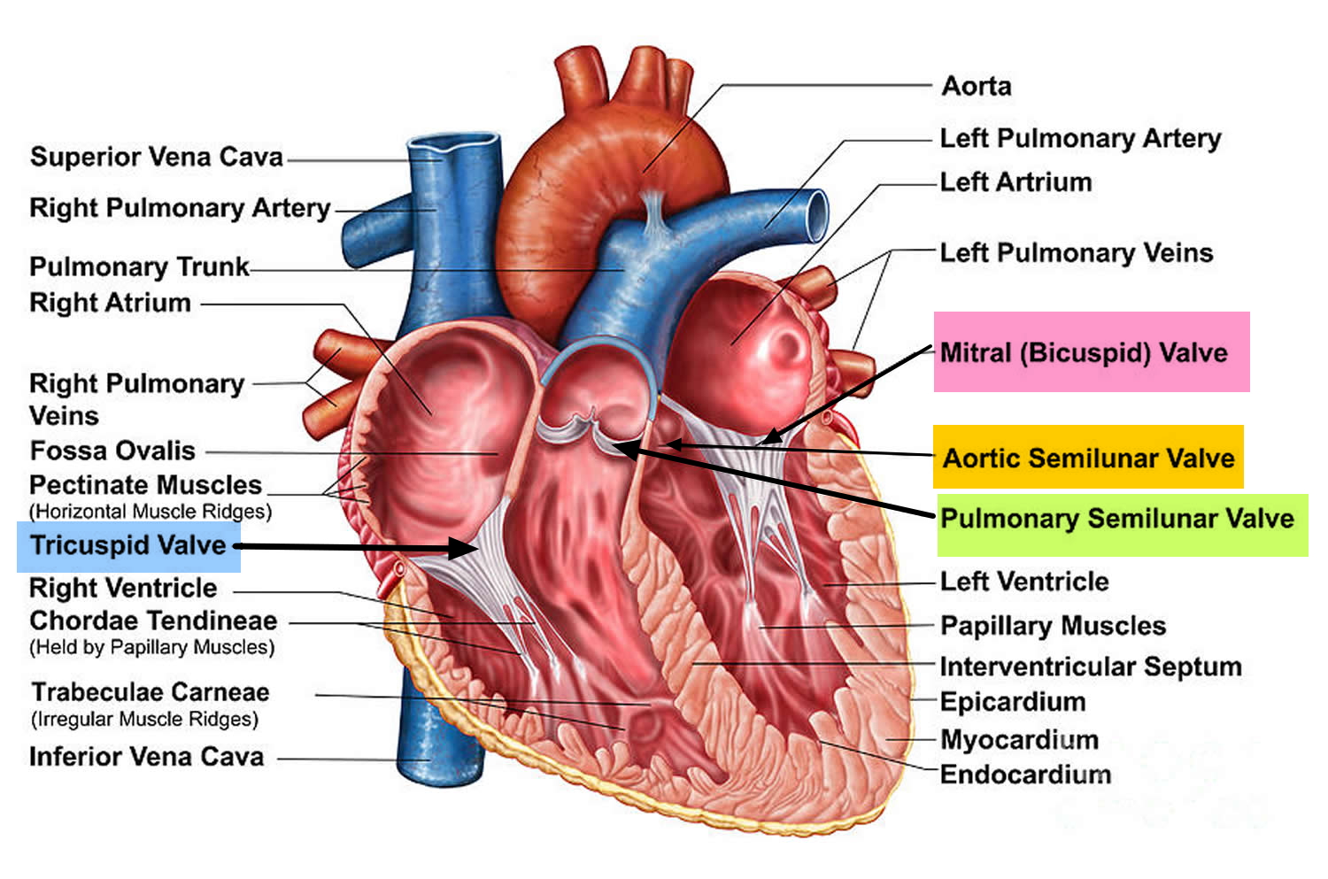 heart valves anatomy