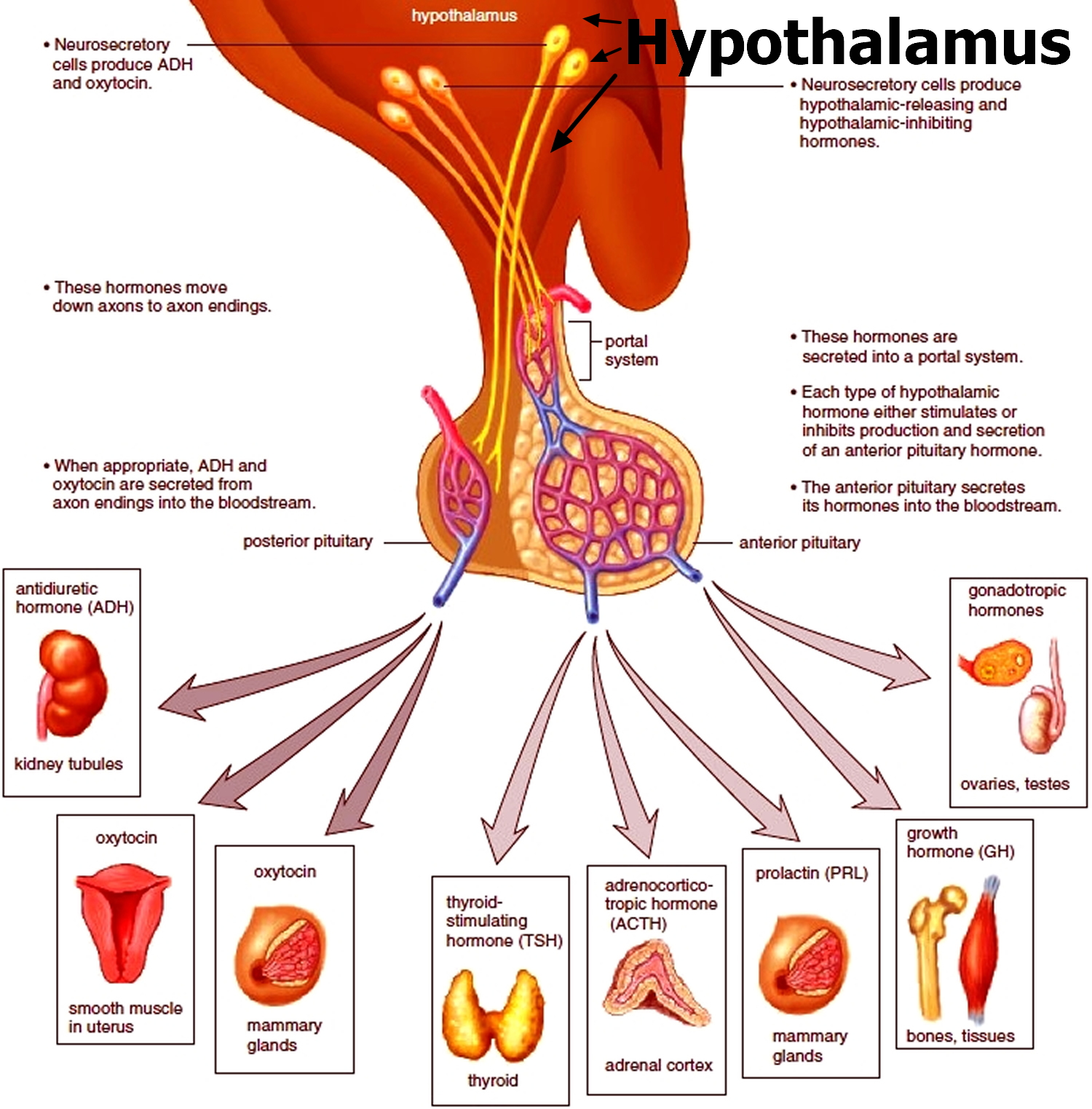 adrenal gland secretes