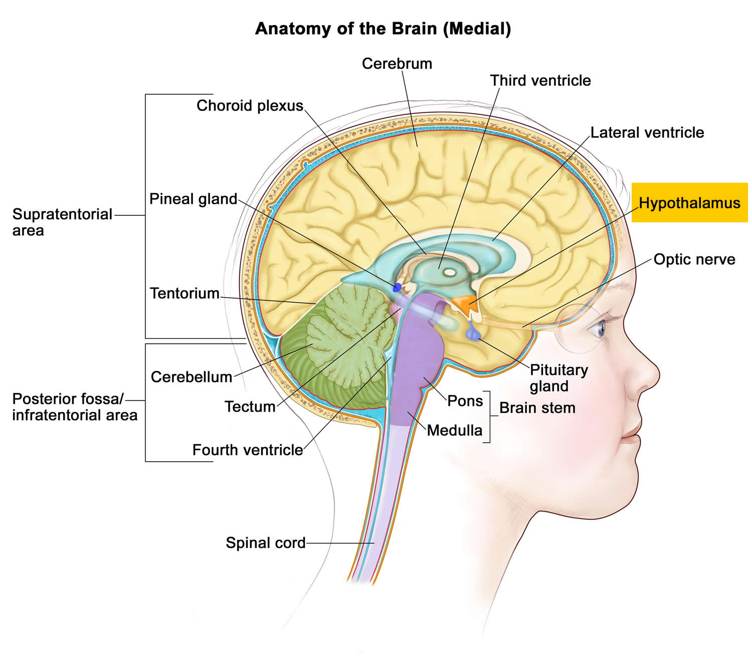 Hypothalamus Functions Hypothalamus Hormones And Disorders