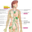 Locations-of-major-lymph-nodes