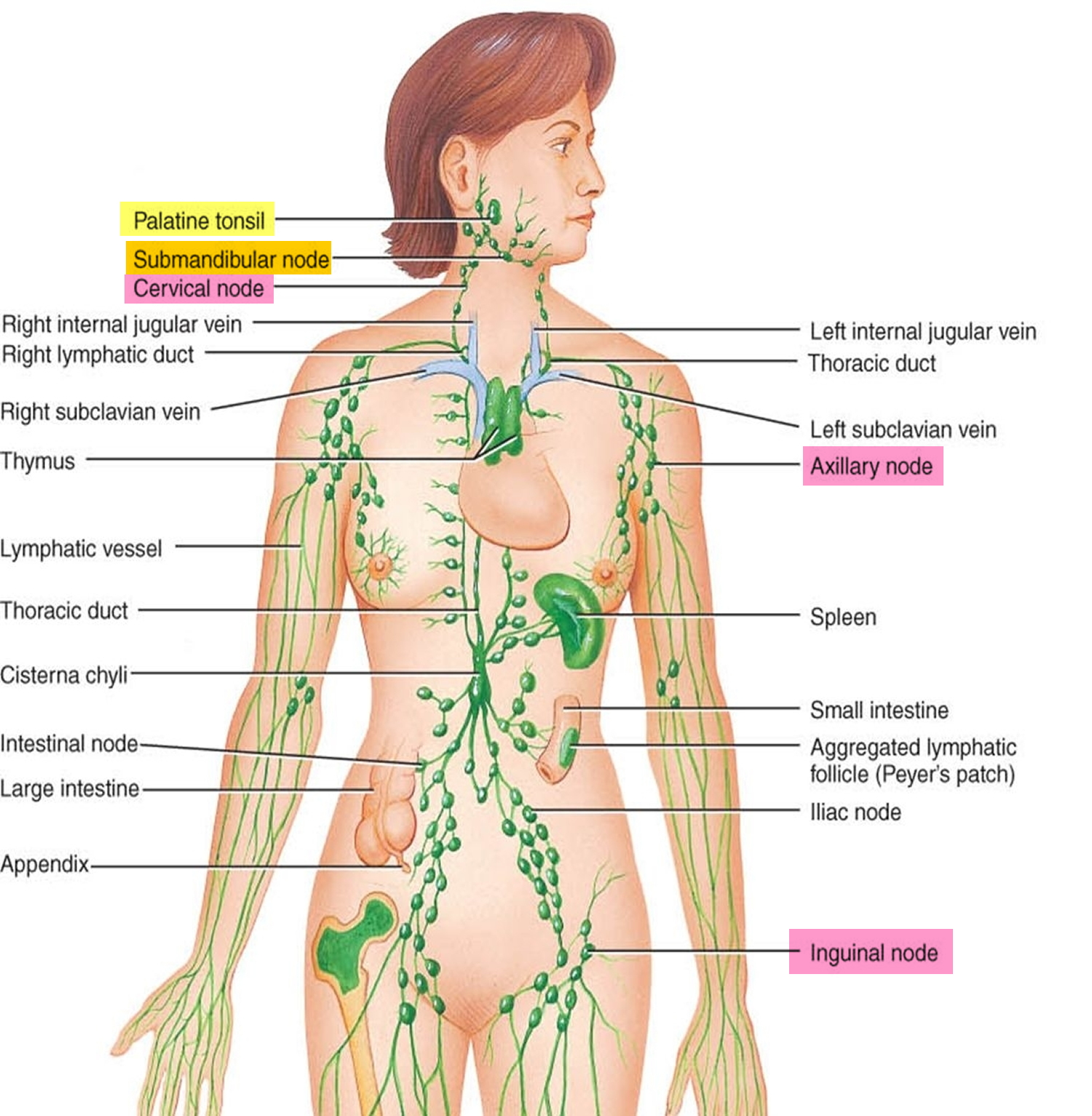 hard lymph node back of neck