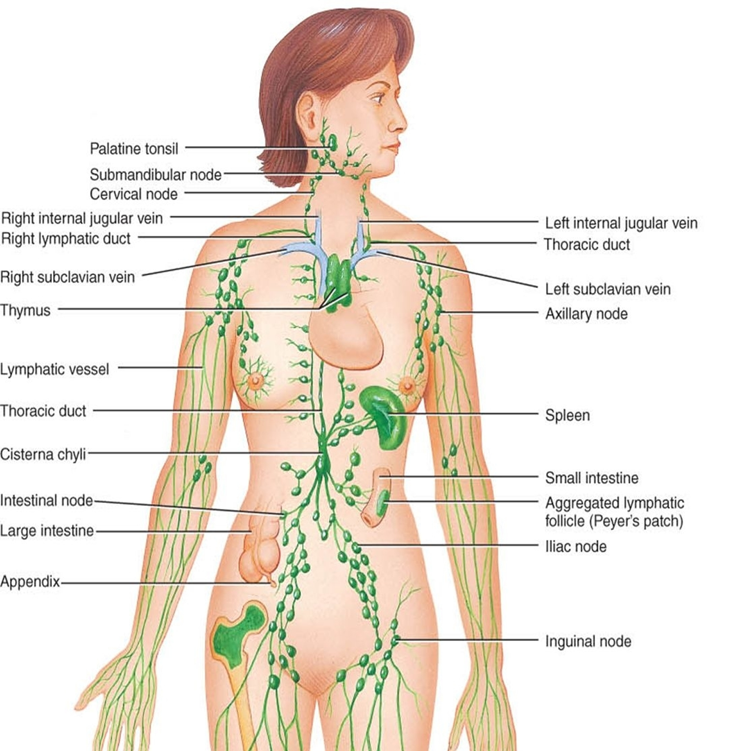 Locations of major lymph nodes