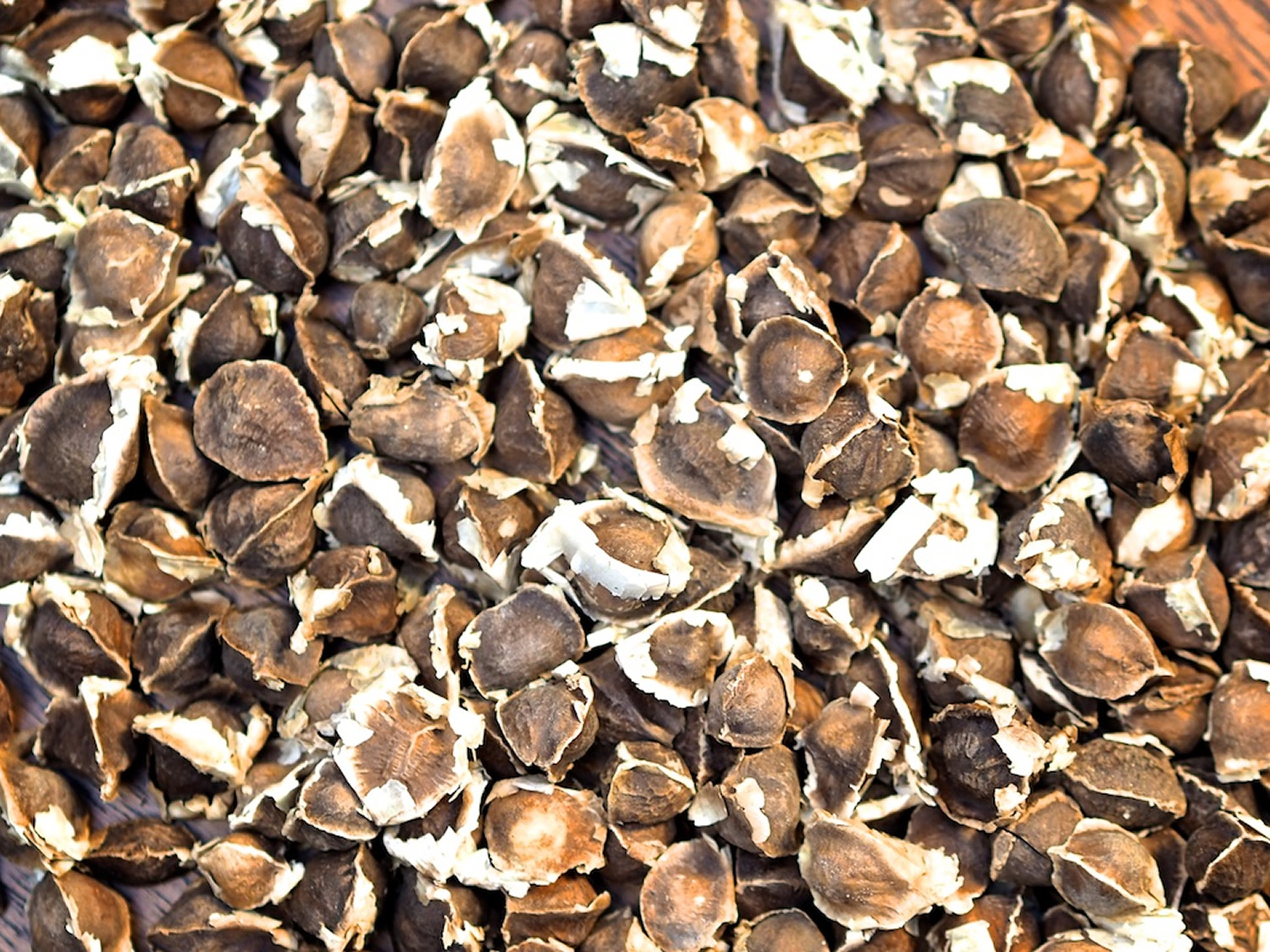 Moringa-Oleifera-Seeds-dried