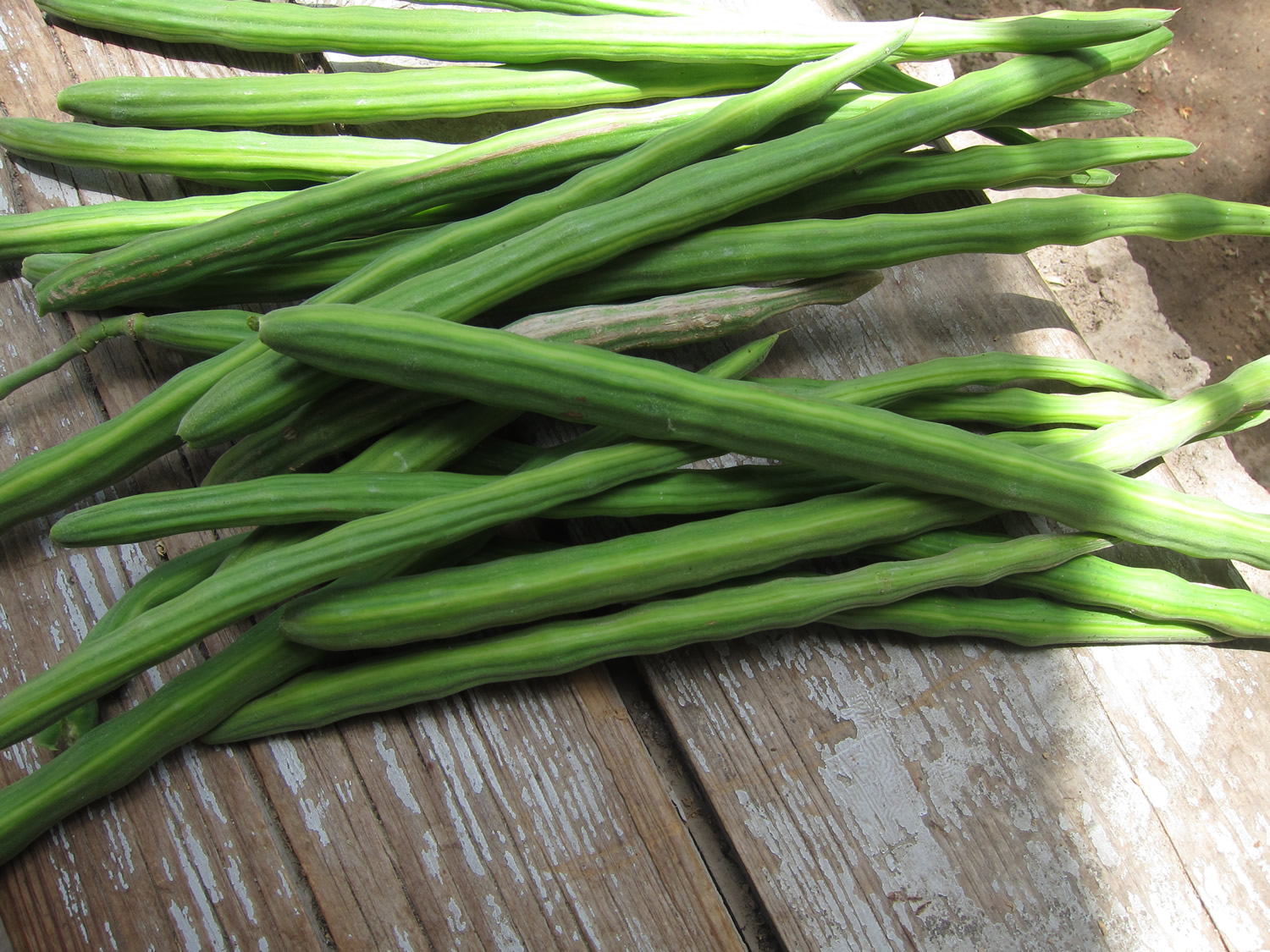 Moringa oleifera fruit