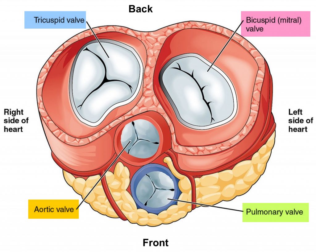 what is the purpose and function of the heart valves