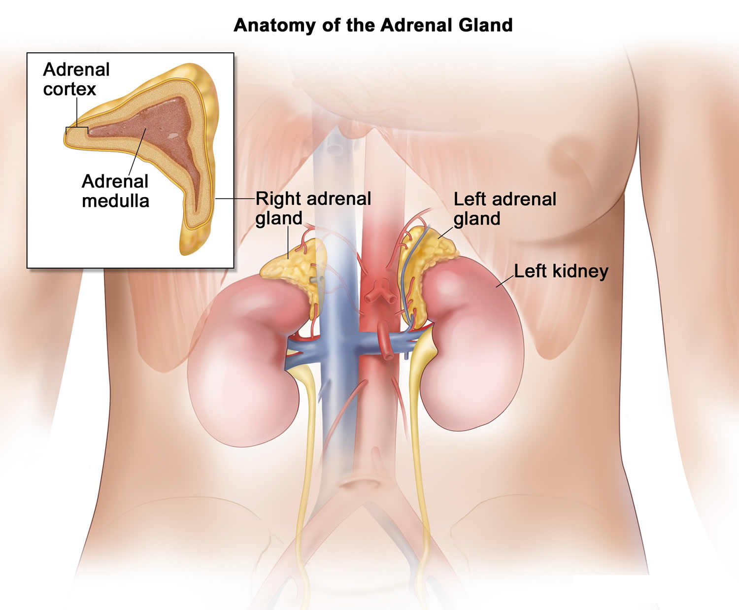 adrenal gland anatomy