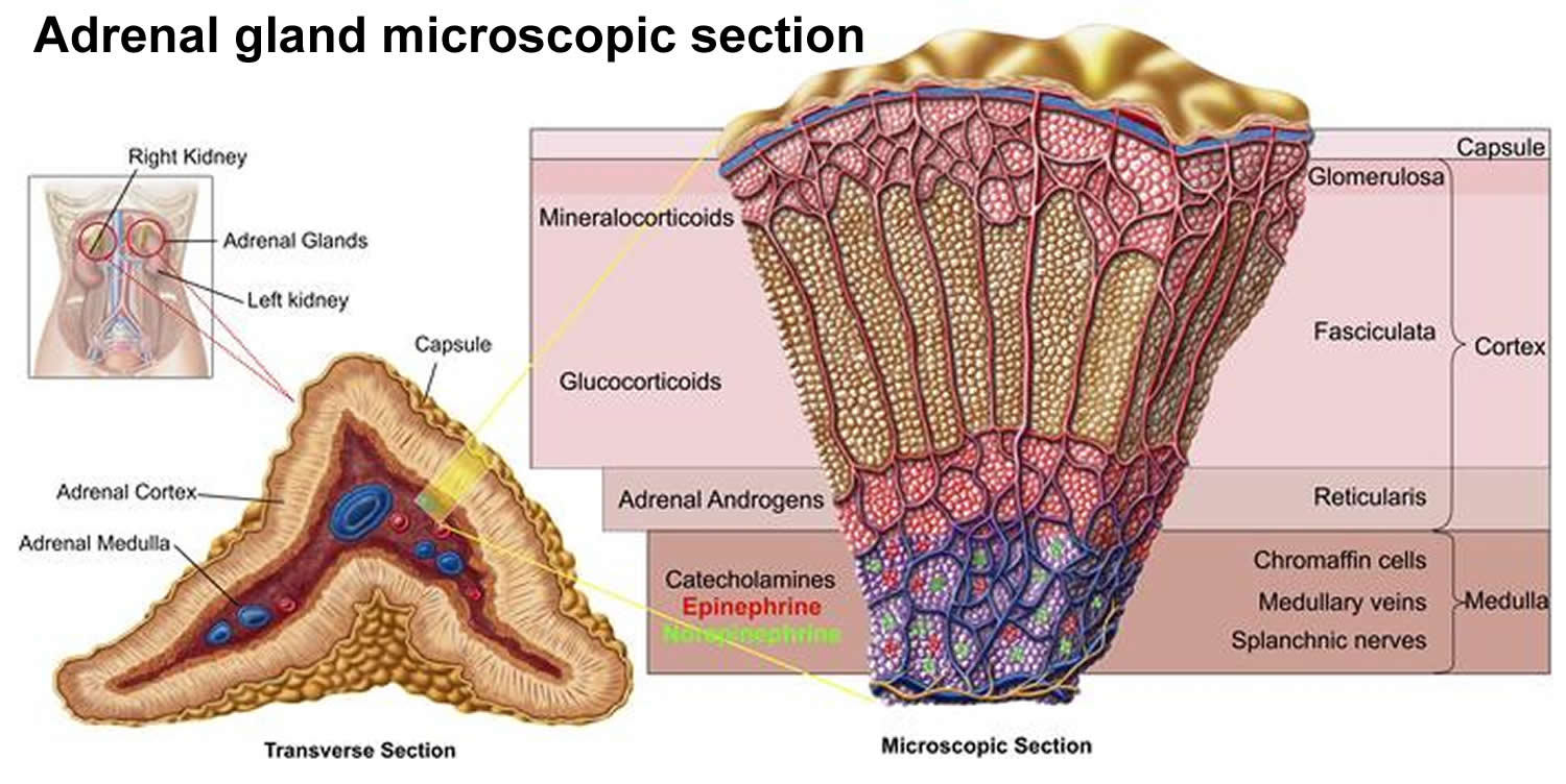 what hormone do the adrenal glands produce