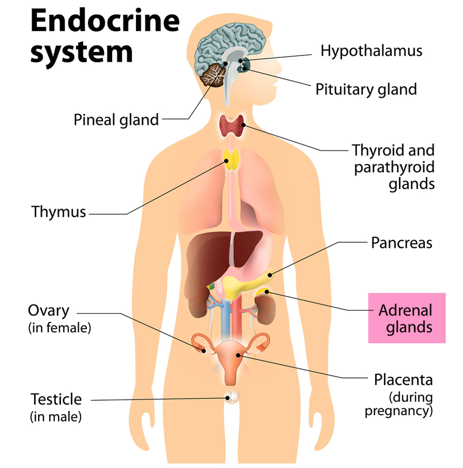 where is my adrenal gland located