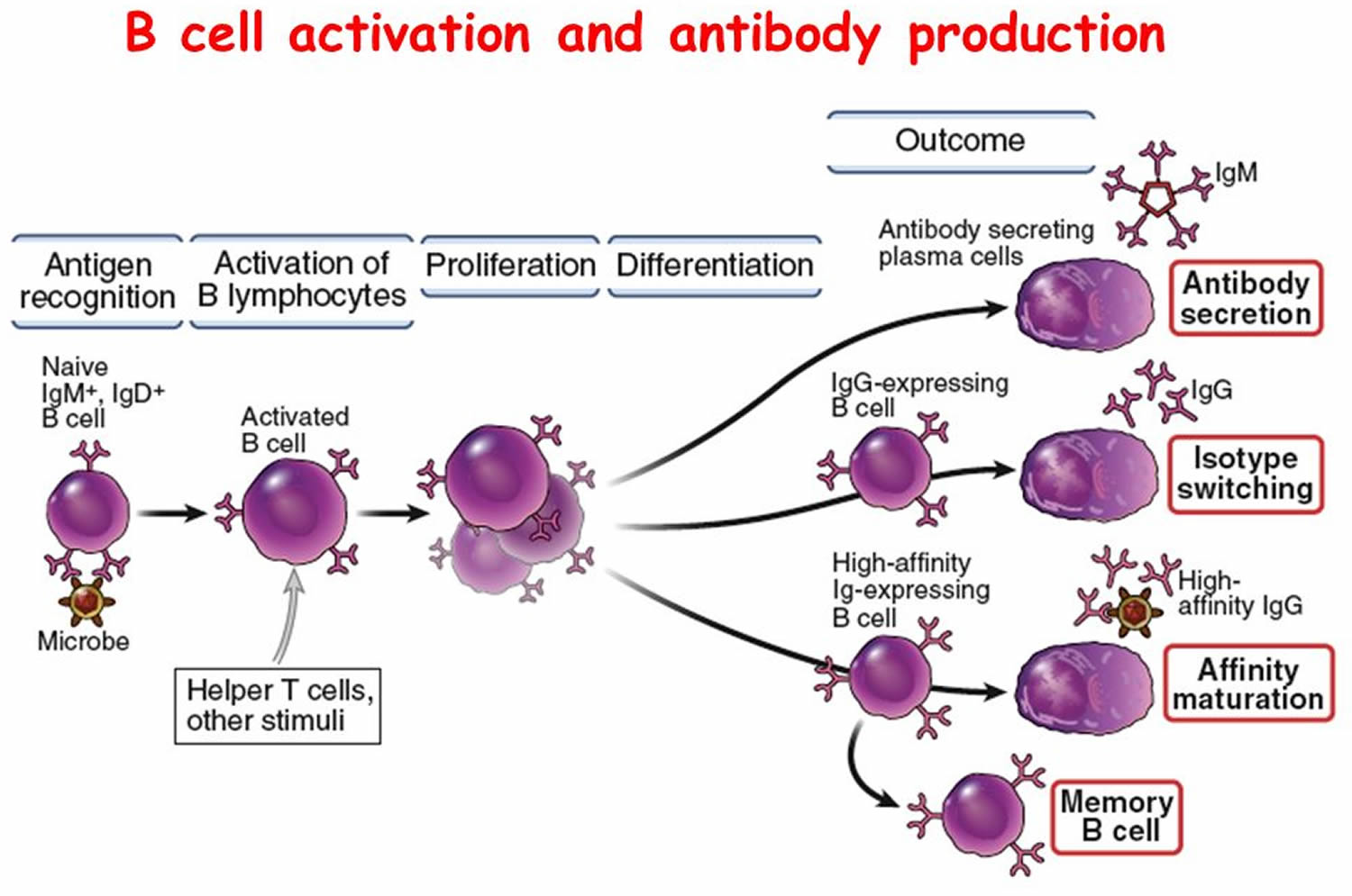 b-cell activation