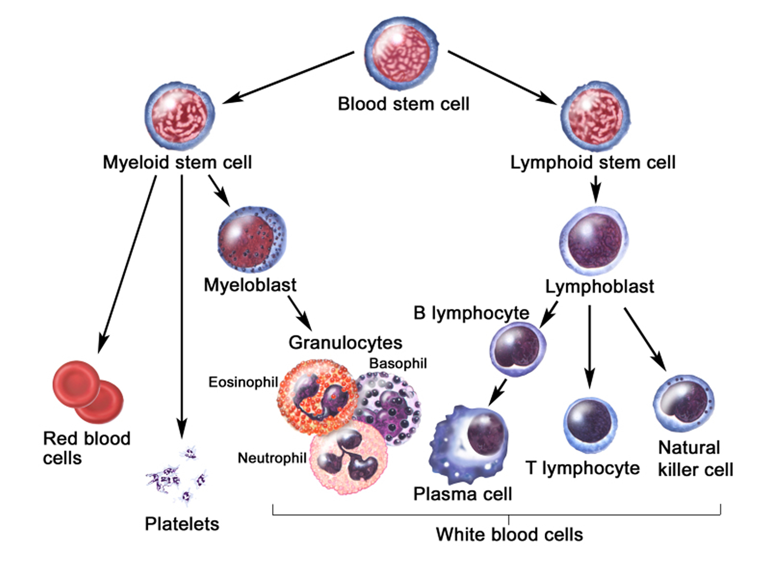 blood cell development