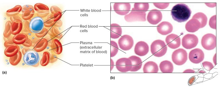 Hematocrit - Normal Range & Levels, Causes Of Low or High Hematocrit