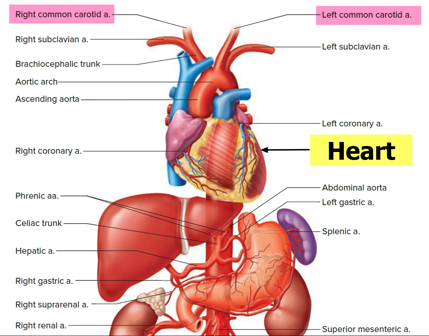 How Does A Dissected Carotid Artery Heal