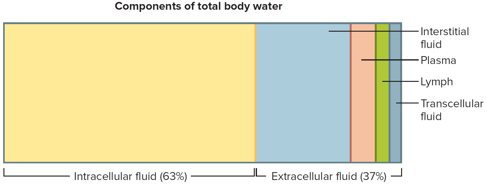 components of total body water